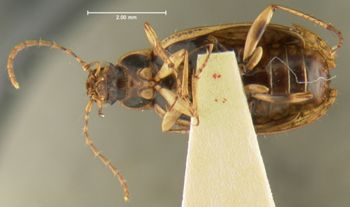 Media type: image;   Entomology 28662 Aspect: habitus ventral view